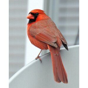 8x10 Northern Red Cardinal Bird Gorgeous Oil‎ Painting Photography Art Print